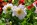 Blumen